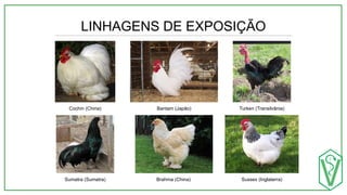 LINHAGENS DE EXPOSIÇÃO
Cochin (China) Bantam (Japão) Turken (Transilvânia)
Sussex (Inglaterra)
Brahma (China)
Sumatra (Sumatra)
 
