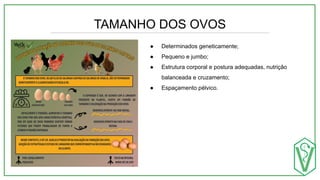 TAMANHO DOS OVOS
● Determinados geneticamente;
● Pequeno e jumbo;
● Estrutura corporal e postura adequadas, nutrição
balanceada e cruzamento;
● Espaçamento pélvico.
 