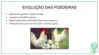 EVOLUÇÃO DAS POEDEIRAS
● Melhoramento genético, nutrição e manejo;
● Linhagens puras (White Leghorn);
● Rápido empenamento, maturidade sexual e pico de postura;
● Verificação entre os anos de 1910 a 2001 = 238 ovos, 2g/ovo.
 