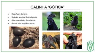GALINHA “GÓTICA”
● Raça Ayam Cenami;
● Mutação genética fibromelanosis;
● Altas quantidades de melanina;
● Animal, ovos e órgãos negros.
 