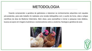 METODOLOGIA
Visando compreender a genética de galináceos e relacionar os conhecimentos adquiridos com aqueles
pré-existentes, para este trabalho foi realizada uma revisão bibliográfica com o auxílio de livros, sites e artigos
científicos da área da Medicina Veterinária. Além disso, para exemplificar e tornar a pesquisa mais didática,
buscou-se apoio em imagens ilustrativas e esclarecedoras sobre a anatomia, fisiologia e genética de aves.
 