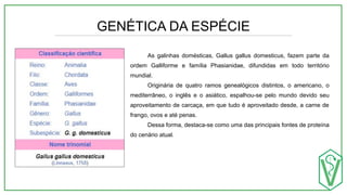 GENÉTICA DA ESPÉCIE
As galinhas domésticas, Gallus gallus domesticus, fazem parte da
ordem Galliforme e família Phasianidae, difundidas em todo território
mundial.
Originária de quatro ramos genealógicos distintos, o americano, o
mediterrâneo, o inglês e o asiático, espalhou-se pelo mundo devido seu
aproveitamento de carcaça, em que tudo é aproveitado desde, a carne de
frango, ovos e até penas.
Dessa forma, destaca-se como uma das principais fontes de proteína
do cenário atual.
 