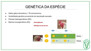 GENÉTICA DA ESPÉCIE
● Gallus gallus domesticus = 78 cromossomos;
● Variabilidade genética proveniente de reprodução sexuada;
● Fêmeas heterogaméticas (ZW);
● Machos homogaméticos (ZZ);
 