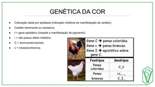 GENÉTICA DA COR
● Coloração dada por epistasia (interação inibitória de manifestação de caráter);
● Caráter dominante ou recessivo;
● I = gene epistático (impede a manifestação de pigmento);
● i = não possui efeito inibitório;
● C = dominante/colorido;
● c = recessivo/branca.
 