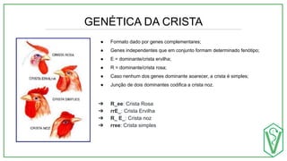 GENÉTICA DA CRISTA
● Formato dado por genes complementares;
● Genes independentes que em conjunto formam determinado fenótipo;
● E = dominante/crista ervilha;
● R = dominante/crista rosa;
● Caso nenhum dos genes dominante aoarecer, a crista é simples;
● Junção de dois dominantes codifica a crista noz.
➔ R_ee: Crista Rosa
➔ rrE_: Crista Ervilha
➔ R_ E_: Crista noz
➔ rree: Crista simples
 