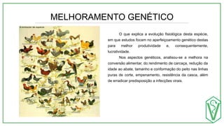 MELHORAMENTO GENÉTICO
O que explica a evolução fisiológica desta espécie,
em que estudos focam no aperfeiçoamento genético destas
para melhor produtividade e, consequentemente,
lucratividade.
Nos aspectos genéticos, analisou-se a melhora na
conversão alimentar, do rendimento de carcaça, redução da
idade ao abate, tamanho e conformação do peito nas linhas
puras de corte, empenamento, resistência da casca, além
de erradicar predisposição a infecções virais.
 