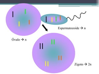 Óvulo  n
Espermatozoide  n
Zigoto  2n
 