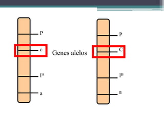 P
c
IA
a
P
C
IB
a
Genes alelos
 