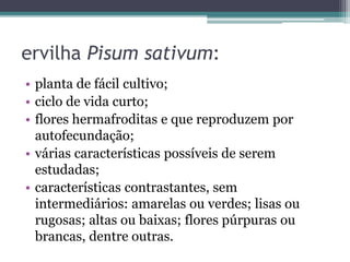 ervilha Pisum sativum:
• planta de fácil cultivo;
• ciclo de vida curto;
• flores hermafroditas e que reproduzem por
autofecundação;
• várias características possíveis de serem
estudadas;
• características contrastantes, sem
intermediários: amarelas ou verdes; lisas ou
rugosas; altas ou baixas; flores púrpuras ou
brancas, dentre outras.
 
