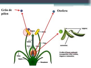 Grão de
pólen
Oosfera
 