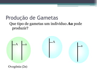 Produção de Gametas
Que tipo de gametas um indivíduo Aa pode
produzir?
A a
Ovogônia (2n)
A
a
 