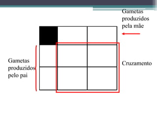 Gametas
produzidos
pelo pai
Gametas
produzidos
pela mãe
Cruzamento
 