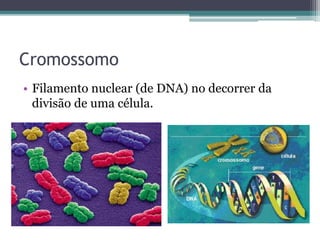 Cromossomo
• Filamento nuclear (de DNA) no decorrer da
divisão de uma célula.
 