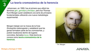 UNIDAD
3
La teoría cromosómica de la herencia
Biología y Geología 4.º ESO
Johannsen, en 1909, fue el primero que utilizó los
términos gen, genotipo y fenotipo, pero fue Thomas
Hunt Morgan quien estableció una serie de principios
fundamentales utilizando una nueva metodología
experimental.
Morgan trabajó con la mosca de la fruta
Drosophila melanogaster y estableció que los
genes formaban parte de los cromosomas, y
podían localizarse dentro de lugares
concretos, llamados locus. Esta teoría se
conoce como teoría cromosómica de la
herencia.
T.H. Morgan
 
