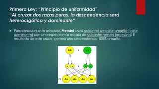 Primera Ley: “Principio de uniformidad”
“Al cruzar dos razas puras, la descendencia será
heterocigótica y dominante“
 Para descubrir este principio, Mendel cruzó guisantes de color amarillo (color
dominante) con una especie más escasa de guisantes verdes (recesivo). El
resultado de este cruce, generó una descendencia 100% amarilla:
 