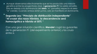  Aunque observamos efectivamente que se ha producido una mezcla
genética entre los progenitores (Aa), lageneración F1 ha salido amarilla.
Esto es debido a la dominancia del alelo “A” (amarillo) respecto al alelo
“a” (verde). Cuando ambos están juntos, solo se manifiesta el dominante.

Segunda Ley: “Principio de distribución independiente”
“Al cruzar dos razas híbridas, la descendencia será
homocigótica e híbrida al 50% “
Con una gran intuición científica, Mendel cogió los guisantes
de la generación F1 (del experimento anterior) y los cruzo
entre sí.
 