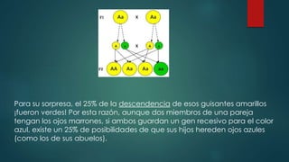 Para su sorpresa, el 25% de la descendencia de esos guisantes amarillos
¡fueron verdes! Por esta razón, aunque dos miembros de una pareja
tengan los ojos marrones, si ambos guardan un gen recesivo para el color
azul, existe un 25% de posibilidades de que sus hijos hereden ojos azules
(como los de sus abuelos).
 