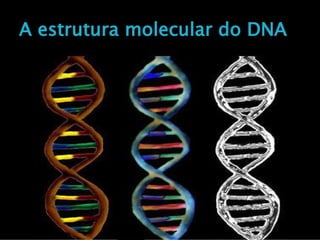 A estrutura molecular do DNA
 