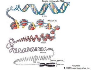Em 1962, Watson, Crick e Wilkins receberam o prêmio Nobel de
Fisiologia ou Medicina pela descoberta da estrutura molecular do
                              DNA.
 