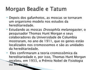 Morgan Beadle e Tatum
   Depois dos gafanhotos, as moscas se tornaram
    um organismo modelo nos estudos da
    hereditariedade.
   Estudando as moscas Drosophila melanogaster, o
    pesquisador Thomas Hunt Morgan e seus
    colaboradores da Universidade de Columbia
    mostraram, no ano de 1911, que os genes estão
    localizados nos cromossomos e são as unidades
    da hereditariedade.
    Eles confirmaram a teoria cromossômica da
    hereditariedade e, por isso, Thomas Hunt Morgan
    recebeu, em 1933, o Prêmio Nobel de Fisiologia
    ou Medicina.
 