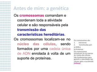 Antes de mim: a genética
Os cromossomas comandam e
coordenam toda a atividade
celular e são responsáveis pela
transmissão das
características hereditárias.
Os cromossomas localizam-se no
núcleo das células, sendo
formados por uma cadeia única
de ADN enrolada à volta de um
suporte de proteínas.

Os cromossomas são:
1.
Estruturas
2.
Constituídas por:
a) ADN e
b) Proteínas
Os cromossomas
encontram-se no interior
do núcleo das células.
São fundamentais para
garantir a identidade das
células após a sua divisão
(mitose)

 