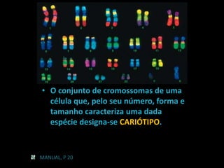 • O conjunto de cromossomas de uma
célula que, pelo seu número, forma e
tamanho caracteriza uma dada
espécie designa-se CARIÓTIPO.

MANUAL, P 20

 