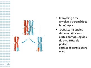 • O crossing-over
envolve as cromátides
homólogas.
• Consiste na quebra
das cromátides em
certos pontos, seguida
de uma troca de
pedaços
correspondentes entre
elas.

31

 