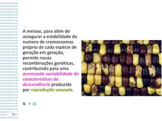 A meiose, para além de
assegurar a estabilidade do
numero de cromossomas
próprio de cada espécie de
geração em geração,
permite novas
recombinações genéticas,
contribuindo para uma
acentuada variabilidade de
características da
descendência produzida
por reprodução sexuada.
P. 26
34

 
