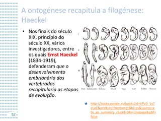 A ontogénese recapitula a filogénese:
Haeckel
• Nos finais do século
XIX, principio do
século XX, vários
investigadores, entre
os quais Ernst Haeckel
(1834-1919),
defenderam que o
desenvolvimento
embrionário dos
vertebrados
recapitularia as etapas
de evolução.

52

http://books.google.es/books?id=VPvG_5y7
eLoC&printsec=frontcover&hl=es&source=g
bs_ge_summary_r&cad=0#v=onepage&q&f=
false

 