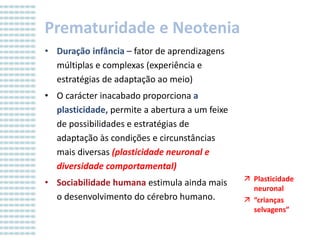 Prematuridade e Neotenia
• Duração infância – fator de aprendizagens
múltiplas e complexas (experiência e
estratégias de adaptação ao meio)
• O carácter inacabado proporciona a
plasticidade, permite a abertura a um feixe
de possibilidades e estratégias de
adaptação às condições e circunstâncias
mais diversas (plasticidade neuronal e
diversidade comportamental)
• Sociabilidade humana estimula ainda mais
o desenvolvimento do cérebro humano.

 Plasticidade
neuronal
 “crianças
selvagens”

 