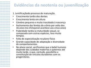 Evidências da neotenia ou juvenilização
1. Lentificaçãodo processo de maturação.
• Crescimento tardio dos dentes
• Crescimento lento em altura
• Cérebro pequeno e muito inacabado à nascença
• Fechamento das fendas do crânio por volta dos
16 anos (no chimpanzé acontece aos cinco anos)
• Puberdade tardia (a maturidade sexual, se
comparada com outras espécies, leva muito
tempo).
• Falta de especialização no plano físico
• Grande capacidade de adaptação e diversidade
de comportamentos.
• No plano social, verificamos que o bebé humano
depende dos cuidados maternos e paternos até
muito tarde, o que, contudo, possibilita a
constituição de vínculos duradoiros com os
progenitores.

 