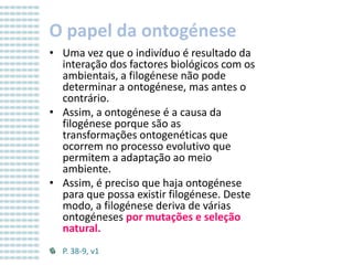 O papel da ontogénese
• Uma vez que o indivíduo é resultado da
interação dos factores biológicos com os
ambientais, a filogénese não pode
determinar a ontogénese, mas antes o
contrário.
• Assim, a ontogénese é a causa da
filogénese porque são as
transformações ontogenéticas que
ocorrem no processo evolutivo que
permitem a adaptação ao meio
ambiente.
• Assim, é preciso que haja ontogénese
para que possa existir filogénese. Deste
modo, a filogénese deriva de várias
ontogéneses por mutações e seleção
natural.
P. 38-9, v1

 