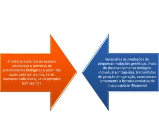 A história evolutiva da espécie
estabelece o universo de
possibilidades biológicas a partir das
quais cada um de nós, seres
humanos individuais, se desenvolve
(ontogenia).

Sucessivas acumulações de
pequenas mutações genéticas, fruto
do desenvolvimento biológico
individual (ontogenia), transmitidas
de geração em geração, construíram
lentamente a história evolutiva da
nossa espécie (filogenia)

 