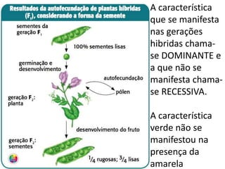 A característica
que se manifesta
nas gerações
hibridas chama-
se DOMINANTE e
a que não se
manifesta chama-
se RECESSIVA.
A característica
verde não se
manifestou na
presença da
amarela
 