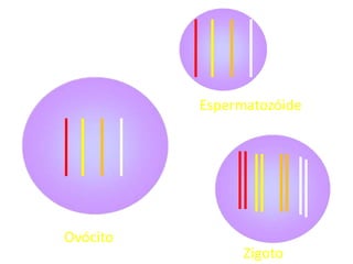 Ovócito
Zigoto
Espermatozóide
 