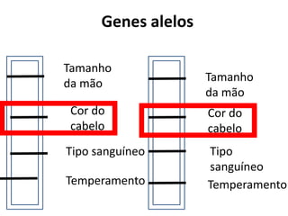 Tamanho
da mão
Cor do
cabelo
Tipo sanguíneo
Temperamento
Tamanho
da mão
Cor do
cabelo
Tipo
sanguíneo
Temperamento
Genes alelos
 