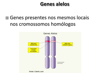 Genes alelos
 Genes presentes nos mesmos locais
nos cromossomos homólogos
 