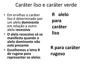 Caráter liso e caráter verde
• Em ervilhas o caráter
liso é determinado por
um alelo dominante
em relação a outro
alelo recessivo
• O alelo recessivo só se
manifesta quando o
alelo dominante não
está presente
• Escolhemos a letra R
de rugoso para
representar os alelos
R alelo
para
caráter
liso
R para caráter
rugoso
 