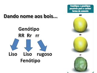 Dando nome aos bois...
Genótipo
RR Rr rr
Liso Liso rugoso
Fenótipo
 