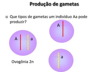 Produção de gametas
 Que tipos de gametas um indivíduo Aa pode
produzir?
Ovogônia 2n
a
A
a
A
 