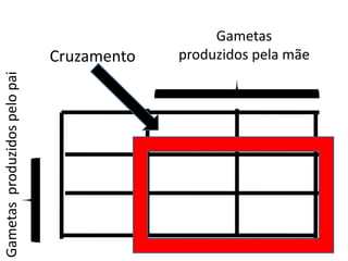 Gametasproduzidospelopai
Gametas
produzidos pela mãeCruzamento
 