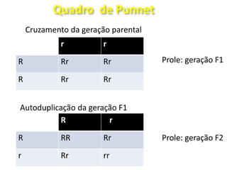 r r
R Rr Rr
R Rr Rr
Quadro de Punnet
R r
R RR Rr
r Rr rr
Cruzamento da geração parental
Prole: geração F1
Autoduplicação da geração F1
Prole: geração F2
 