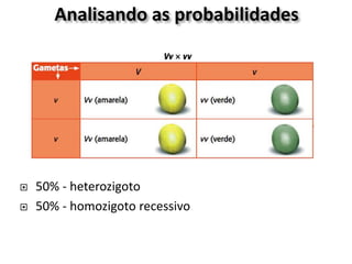 Analisando as probabilidades
 50% - heterozigoto
 50% - homozigoto recessivo
 
