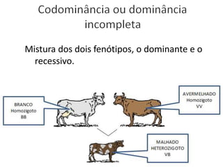 Mistura dos dois fenótipos, o dominante e o
recessivo.
 