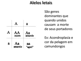 São genes
dominantes que
quando unidos
causam a morte
de seus portadores
Ex: Acondroplasia e
cor da pelagem em
camundongos
 