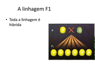 A linhagem F1
• Toda a linhagem é
hibrida
 