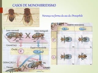 Herança na forma da asa da Drosophila
CASOS DE MONOHIBRIDISMO
 