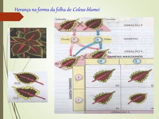 Herança na forma da folha de Coleus blumei
 