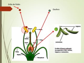 Grão de Polén
Oosfera
 