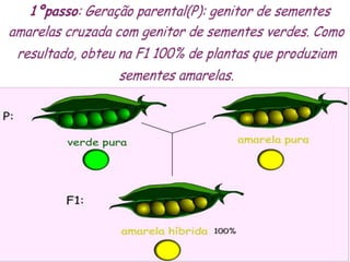 Genética (1ª lei de Mendel e Noção de genética).ppt